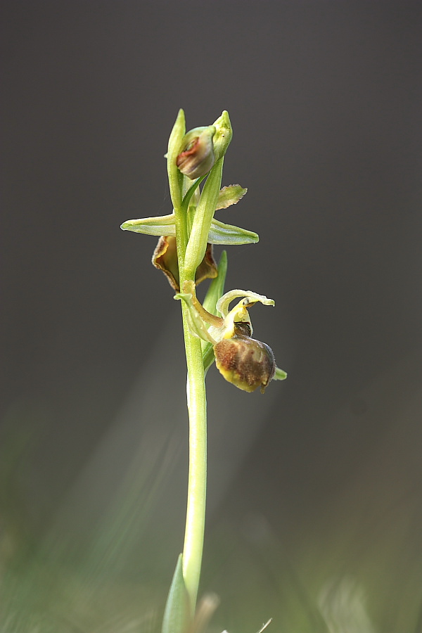 Ophrys sphegodes a labello convesso