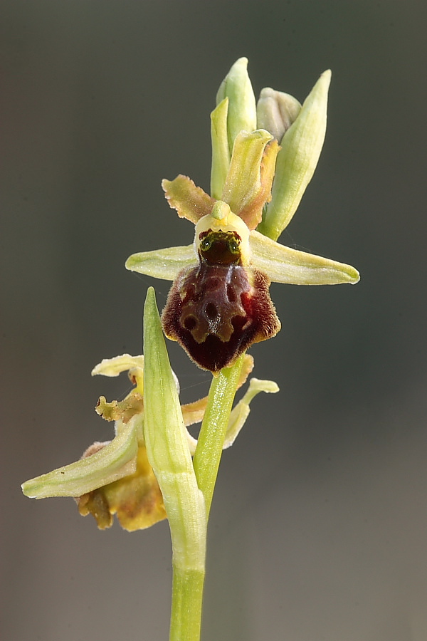 Ophrys sphegodes a labello convesso