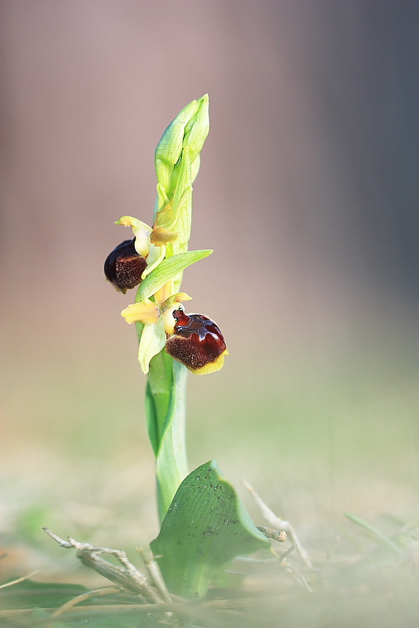 Ophrys sphegodes a labello convesso