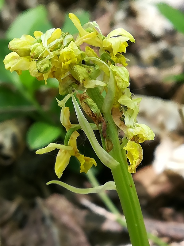 Platanthera chlorantha e altro.