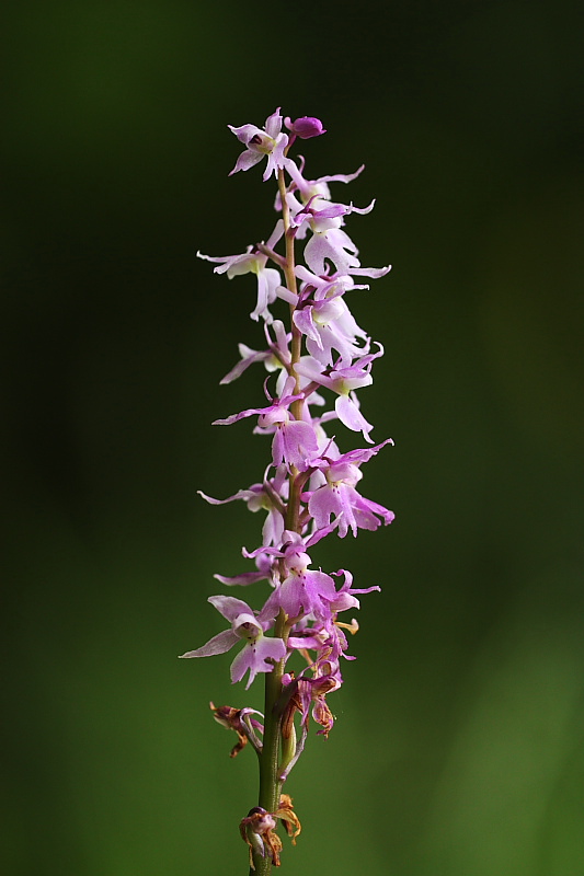 Platanthera chlorantha e altro.