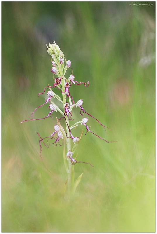 Himantoglossum adriaticum e altro