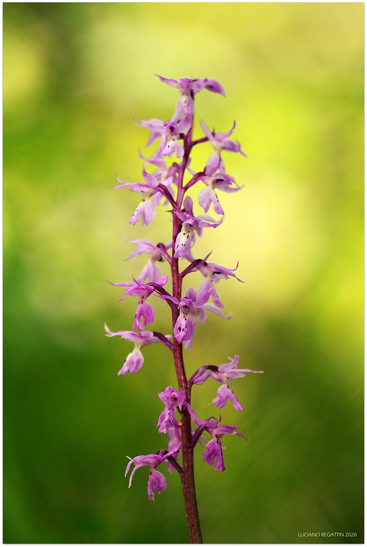 Himantoglossum adriaticum e altro