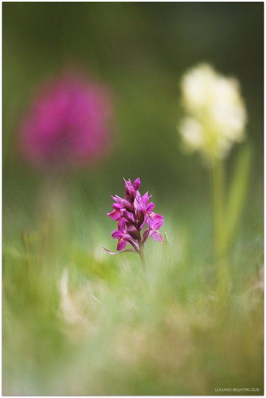 Himantoglossum adriaticum e altro