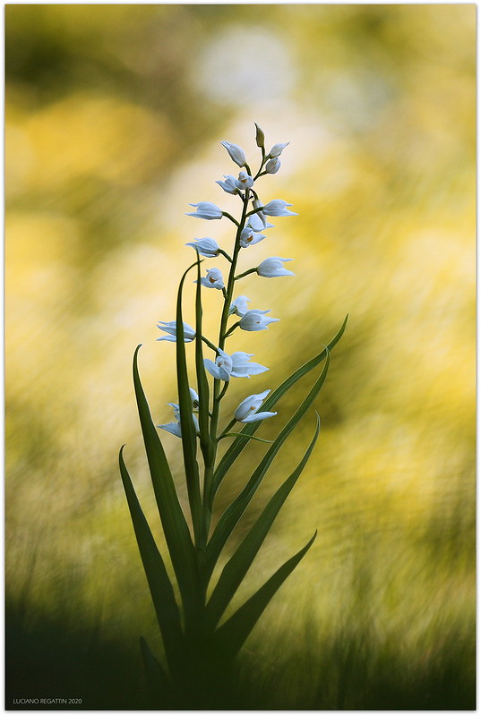 Himantoglossum adriaticum e altro