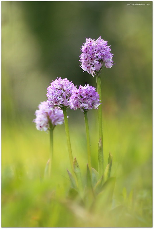 Himantoglossum adriaticum e altro