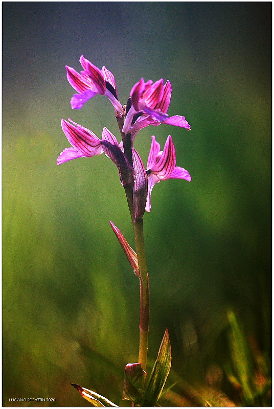 Himantoglossum adriaticum e altro