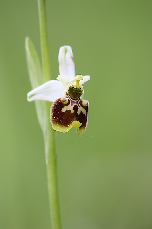 Ophrys tetraloniae?