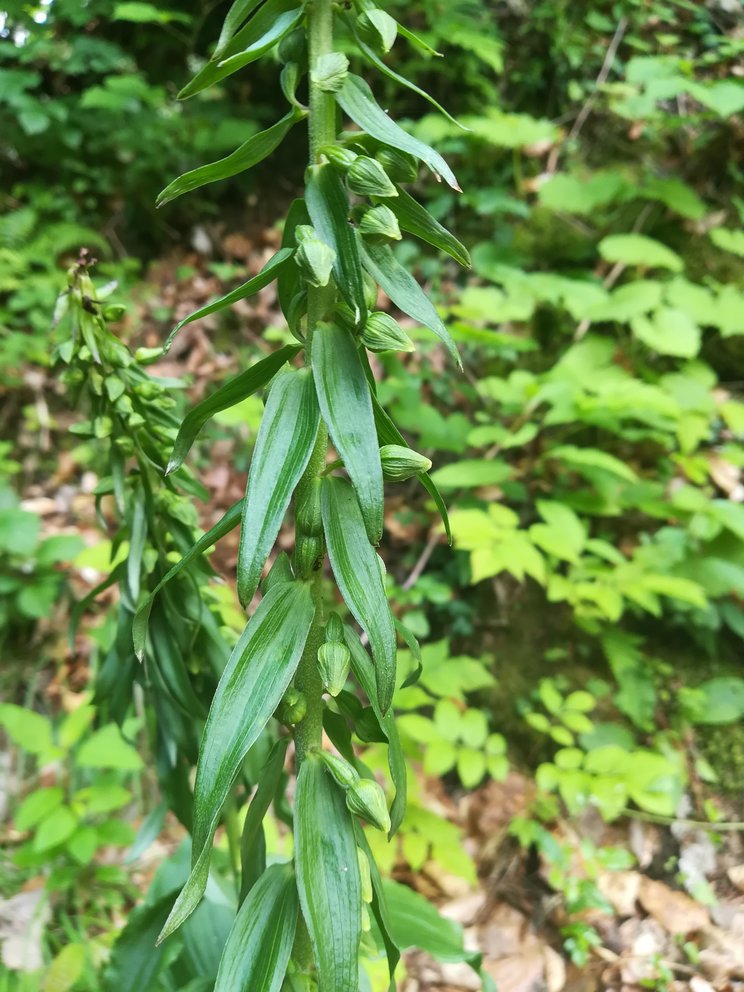 Neglecta? Pianta non ancora fiorita.