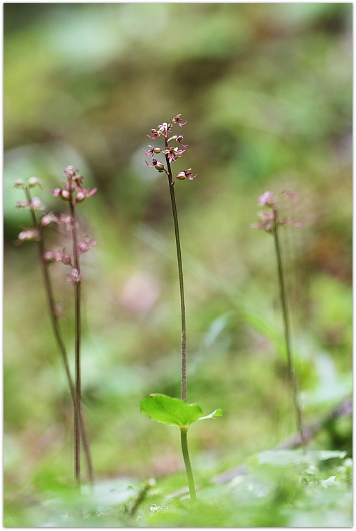 Herminium monorchis e Listera cordata