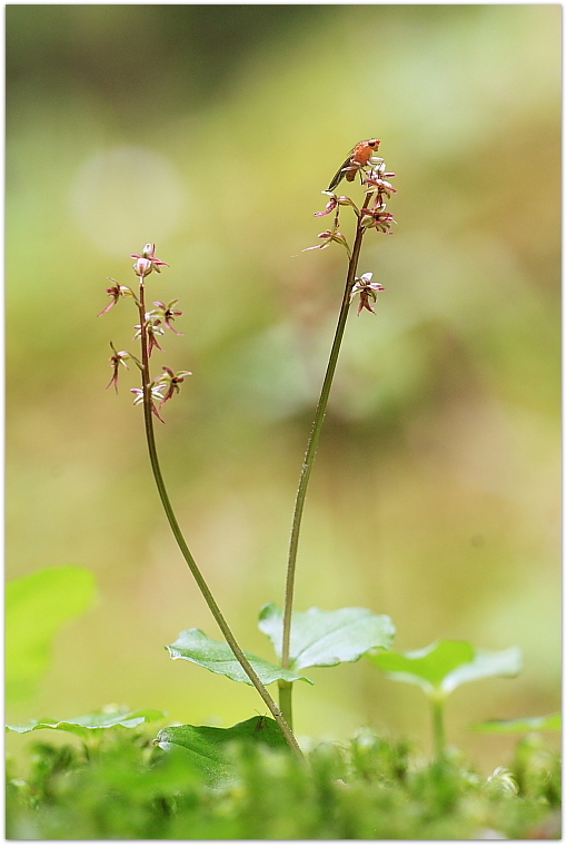 Herminium monorchis e Listera cordata