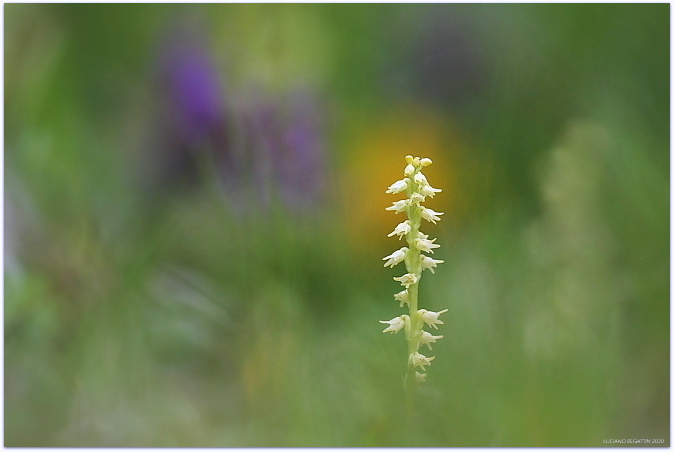 Herminium monorchis e Listera cordata