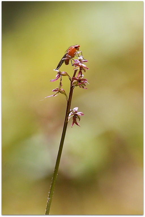 Herminium monorchis e Listera cordata