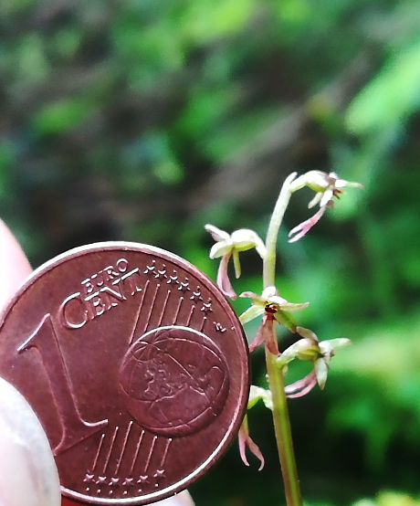 Herminium monorchis e Listera cordata