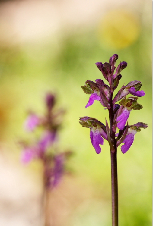 Orchis spitzelii