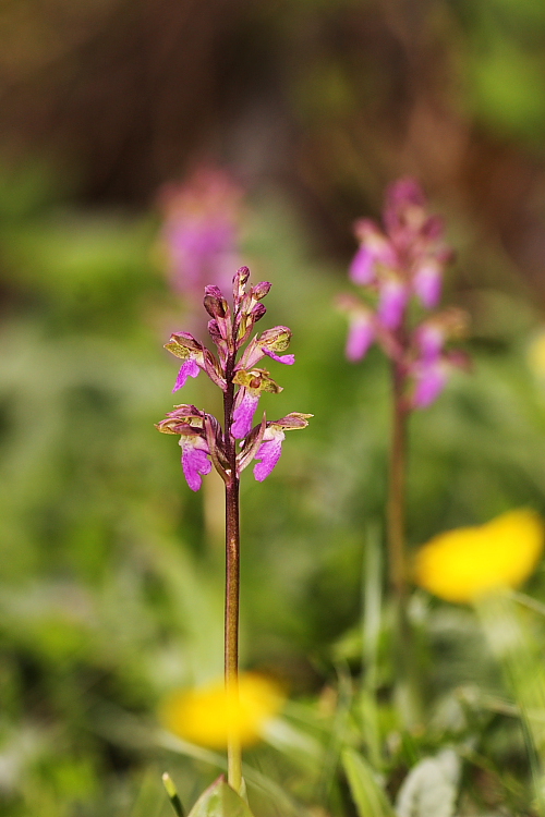 Orchis spitzelii