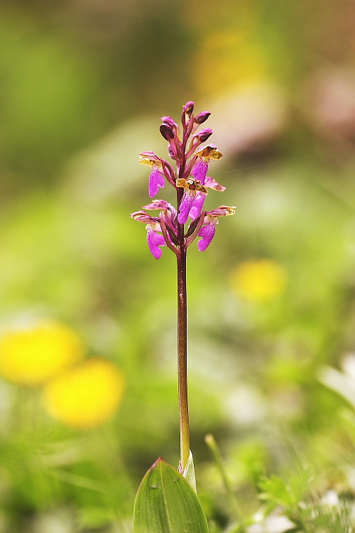 Orchis spitzelii