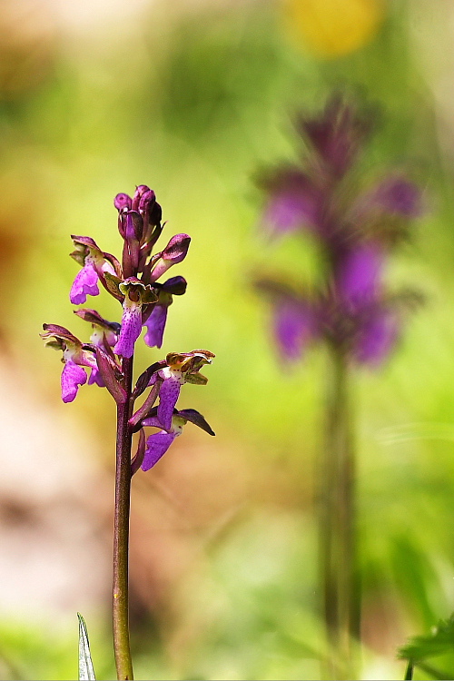 Orchis spitzelii