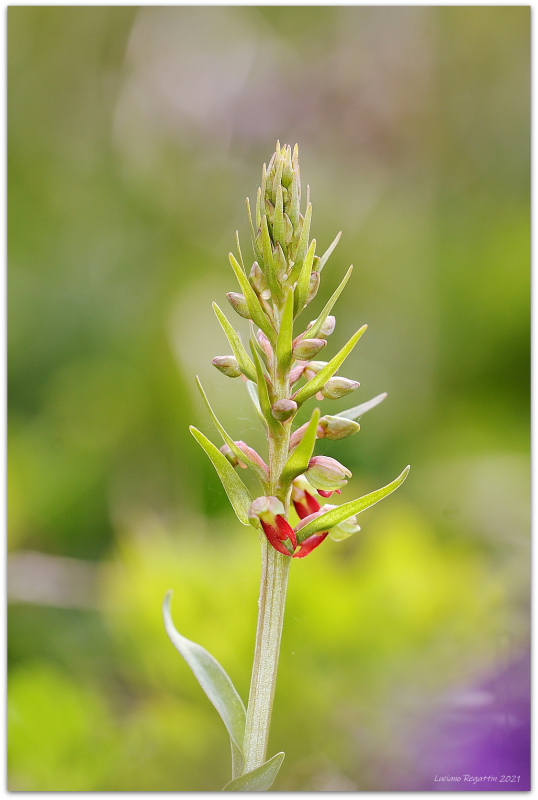 Orchis spitzelii