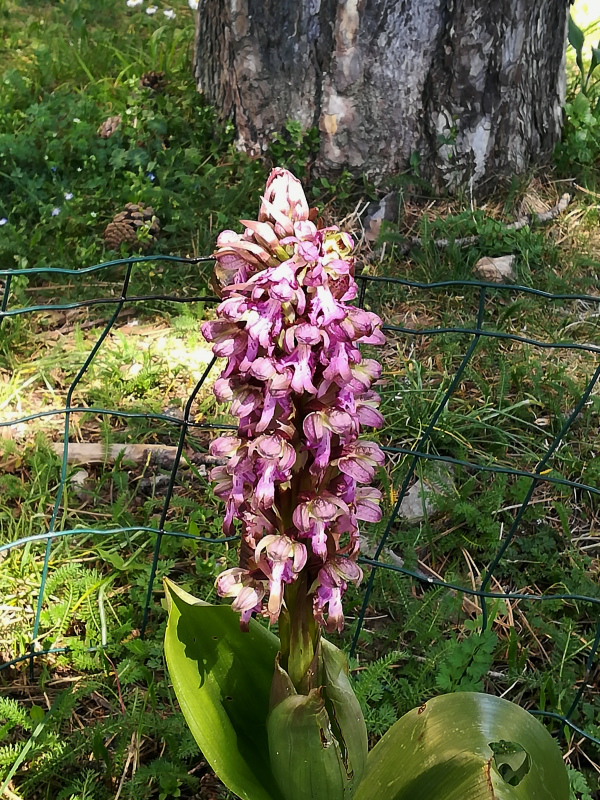 Himantoglossum robertianum