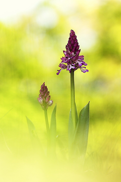 Orchis x hybrida