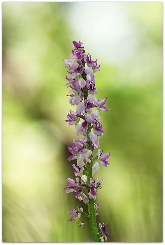 Ibridi d''Orchis nella pace delle colline veronesi