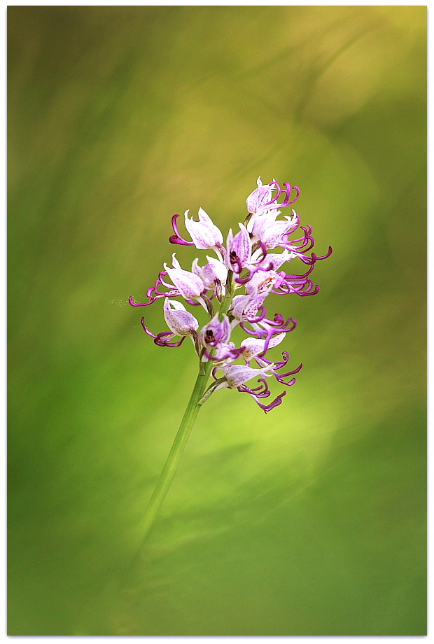 Orchis simia