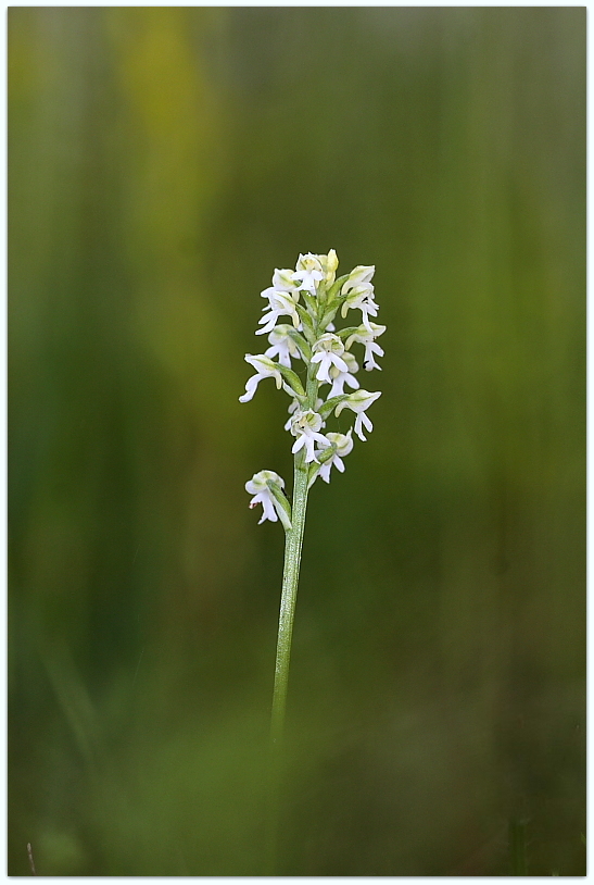 Neotinea ustulata apocromatica