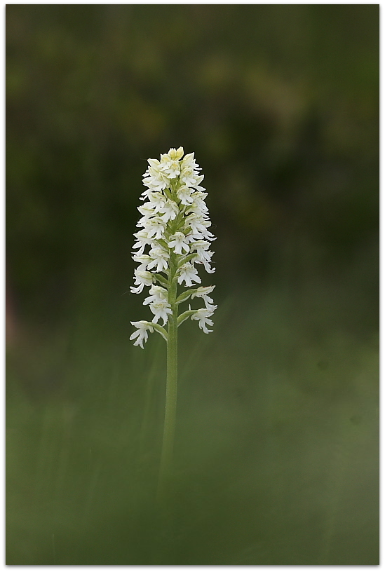 Neotinea ustulata apocromatica