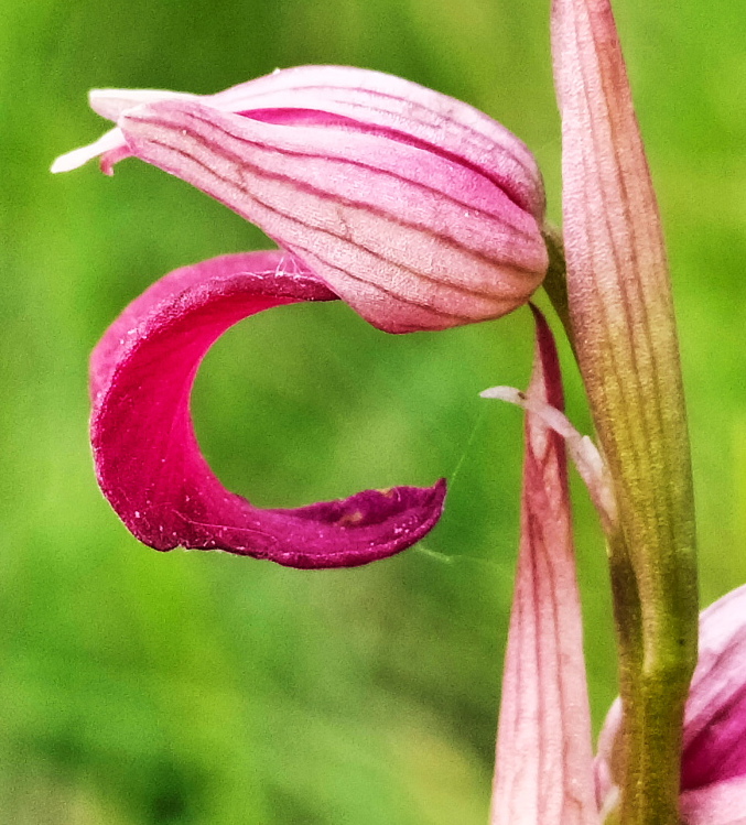 Anacamptis xlaniccae