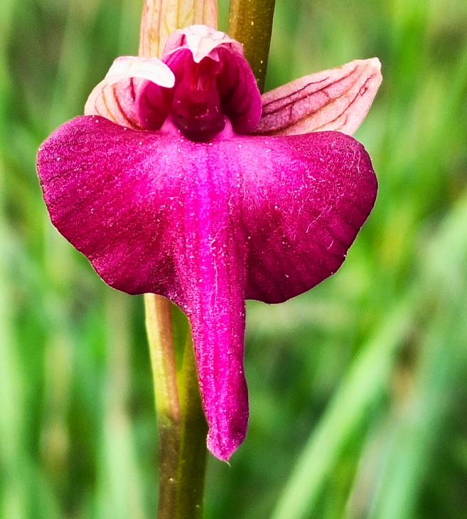 Anacamptis xlaniccae