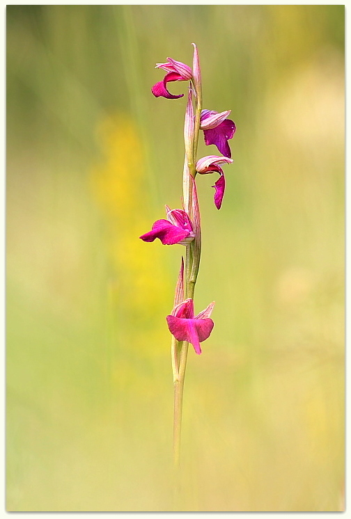 Anacamptis xlaniccae