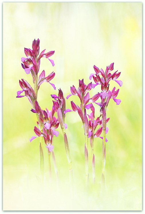 Anacamptis papilionacea