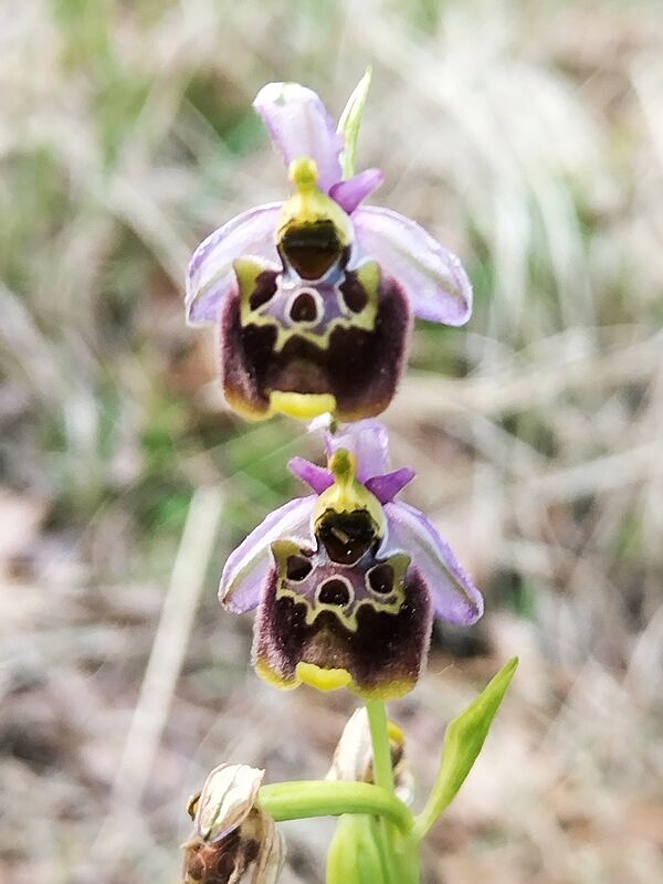 Ophrys appennina ??