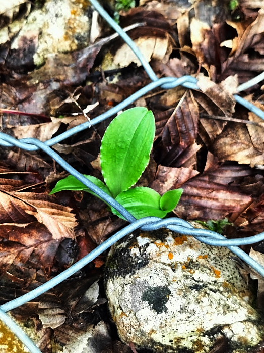 Liparis nemoralis - habitat