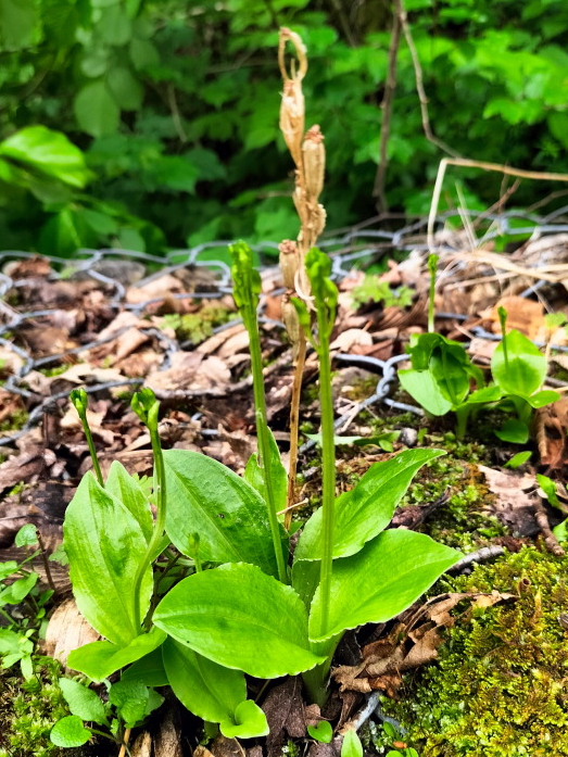 Liparis nemoralis - habitat