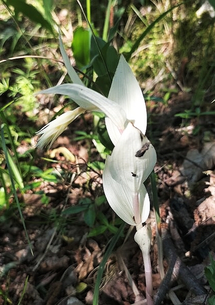 Epipactis orbicularis (?) albina