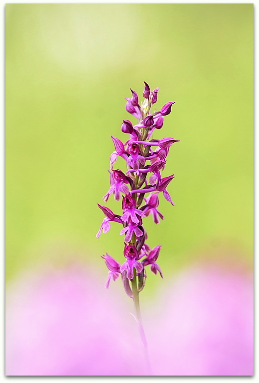 Anacamptis xsimorrensis