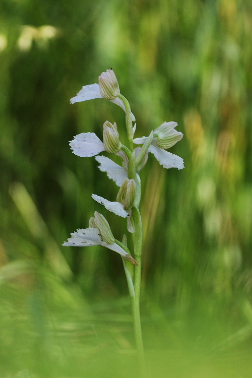 Anacamptis xgennarii albino