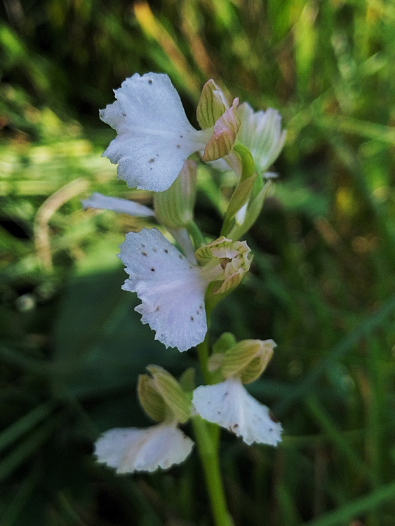 Anacamptis xgennarii albino