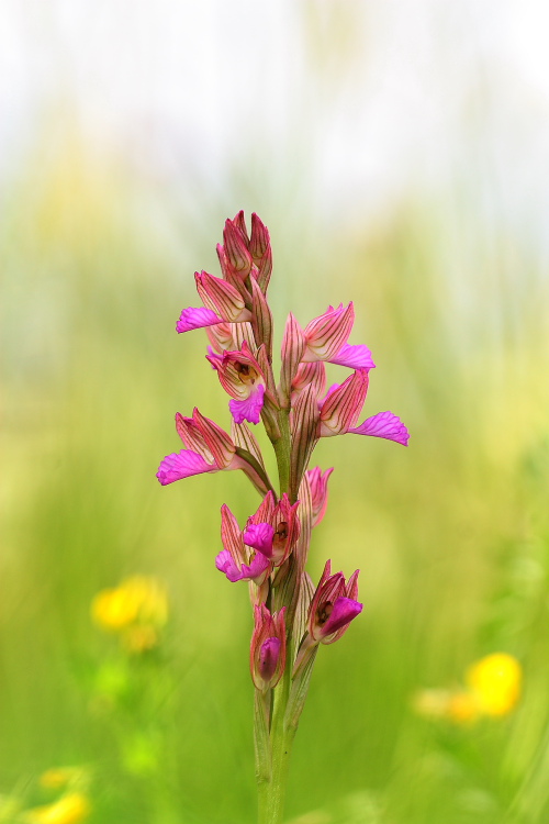 Anacamptis xgennarii albino