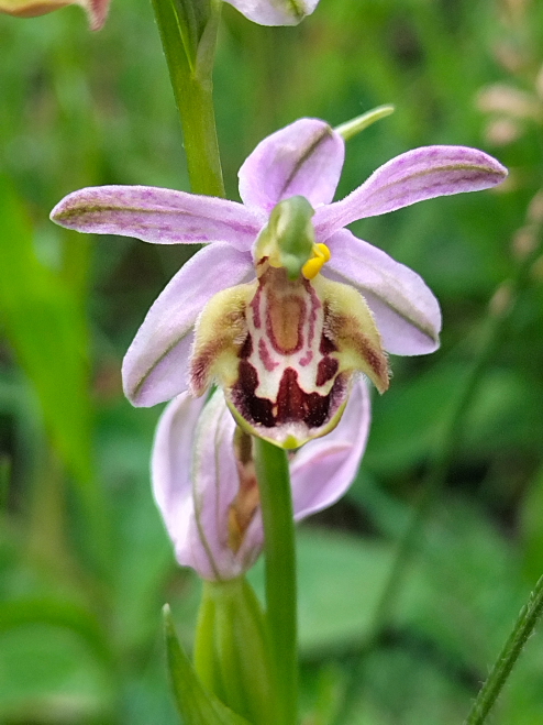 Ophrys apifera, alcune forme/variet