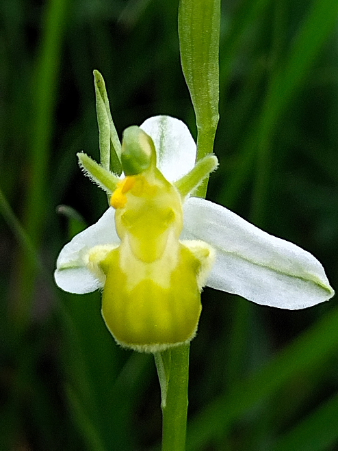 Ophrys apifera, alcune forme/variet