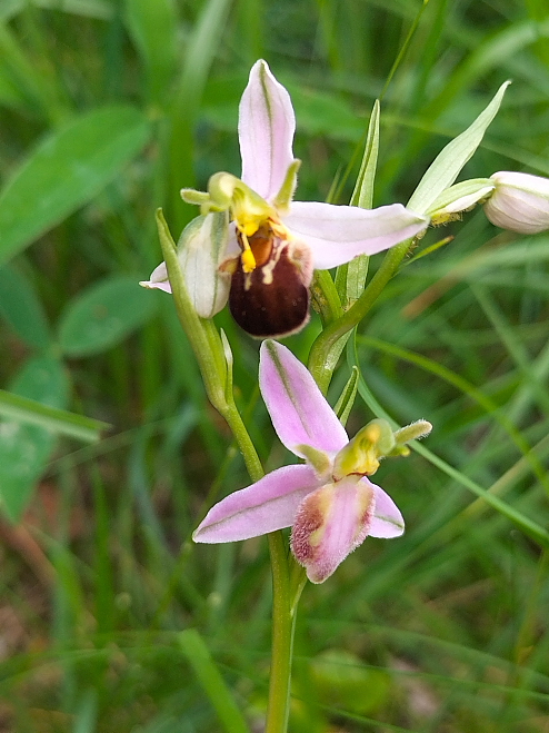 Ophrys apifera, alcune forme/variet