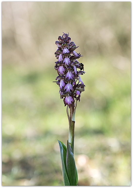 Himantoglossum robertianum