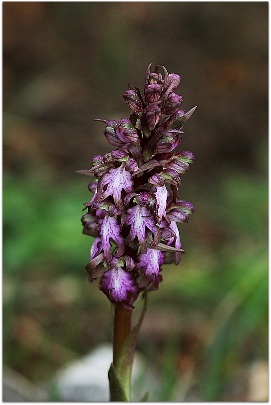 Himantoglossum robertianum