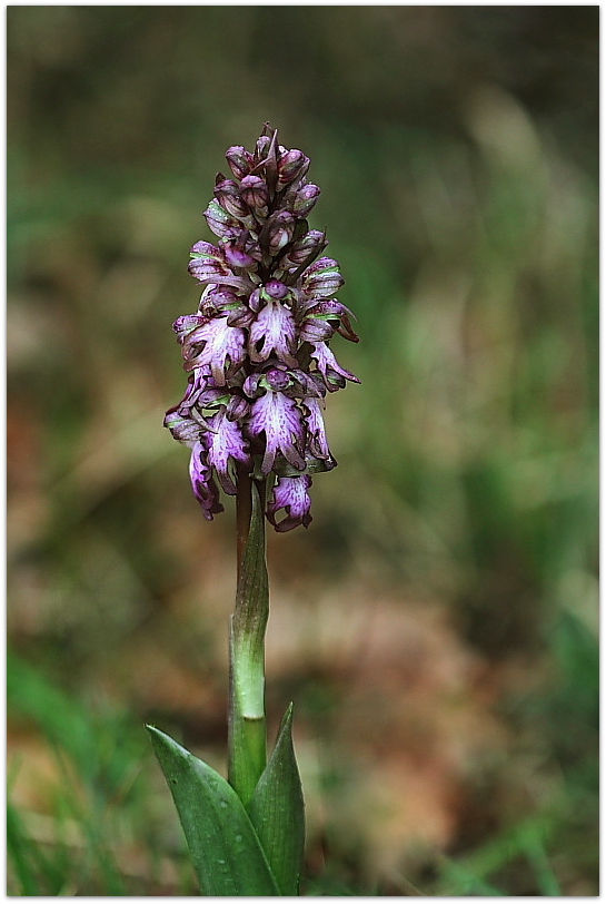 Himantoglossum robertianum