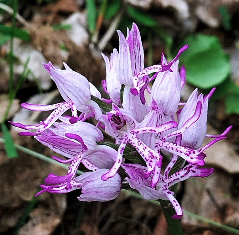 Orchis x Beyrichii e x Haussknechtii