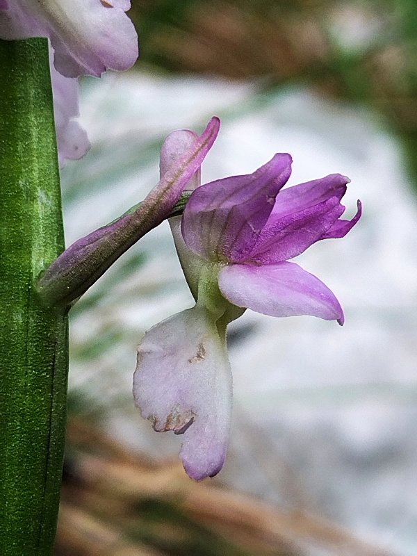 Orchis x Beyrichii e x Haussknechtii