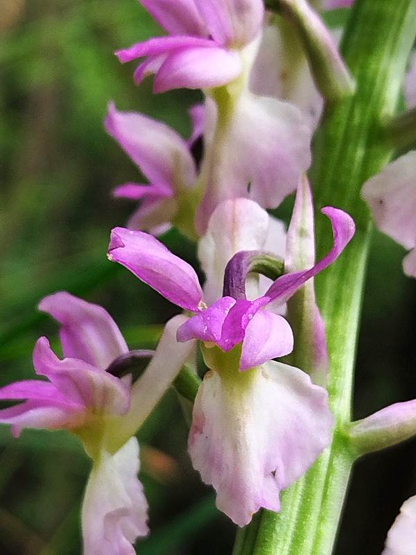 Orchis x Beyrichii e x Haussknechtii